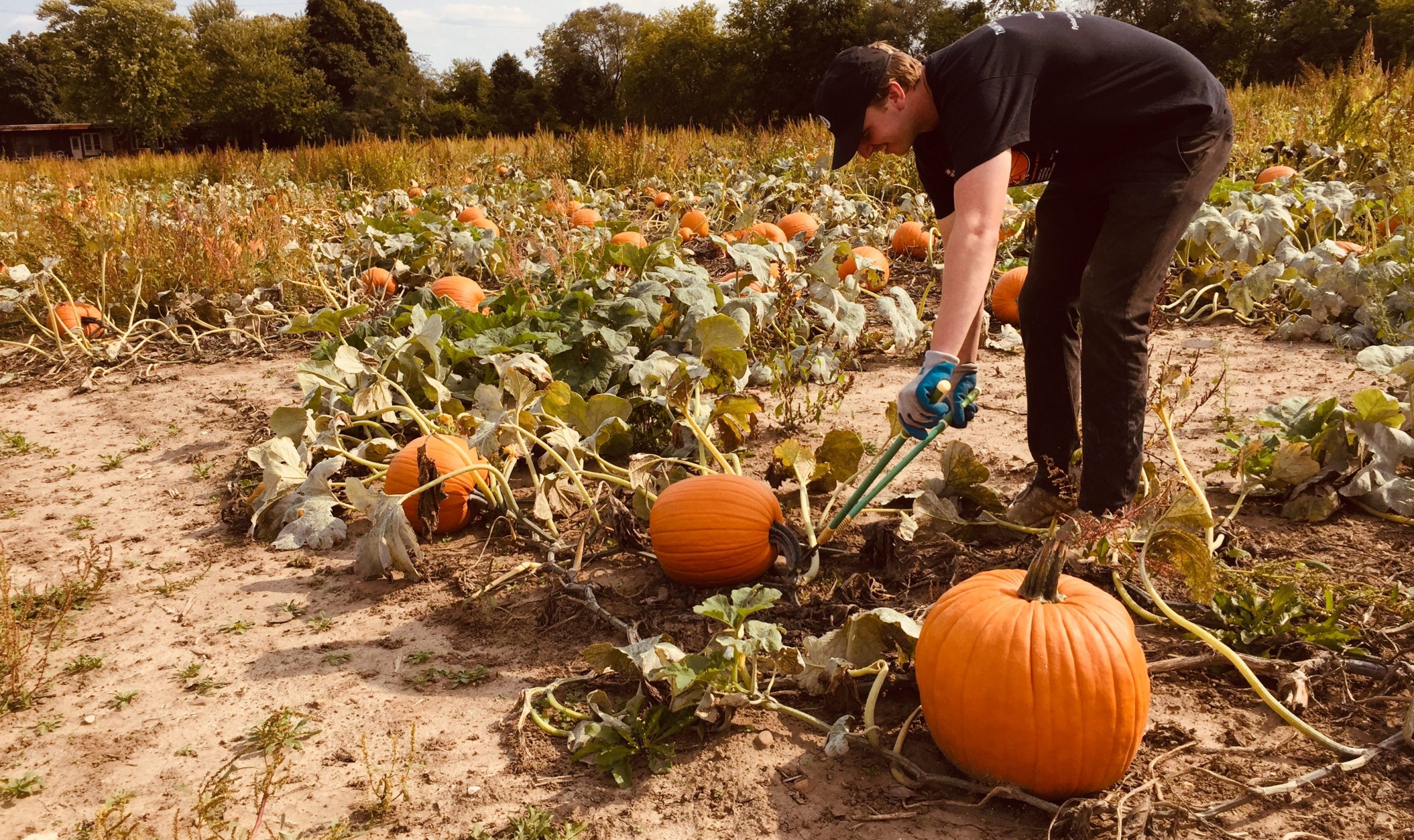 For more than 40 years, David Reid, through Dave's Pumpkins, has been supplying gourds to Huntley and beyond during the late fall. Nate Draper, in his third year of prepping pumpkins for picking at the patch on Algonquin Road, just west of Rt. 47, clips one loose in the field Wednesday. Dave's Pumpkins are available now on the stand along Algonquin Road, but pumpkin pickers can pick their own starting Oct. 1 at the patch. It will be open every day, from 1 to 5 p.m., as long as the pumpkins last.