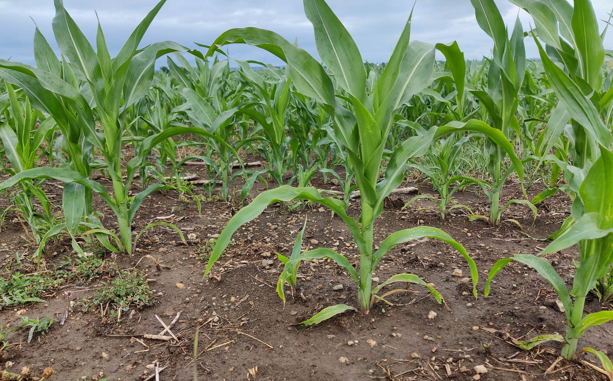 Thankfully to recent rains, crops like these have begun to bounce back and grow, despite near-hazardous and persistent drought conditions this summer.