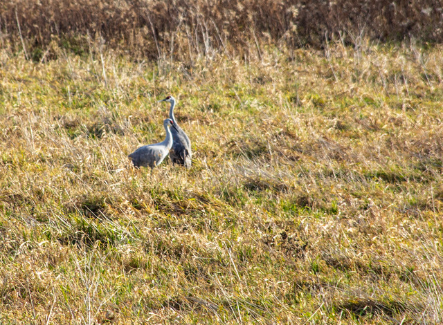 Sandhill cranes spotted lingering in Sun City.