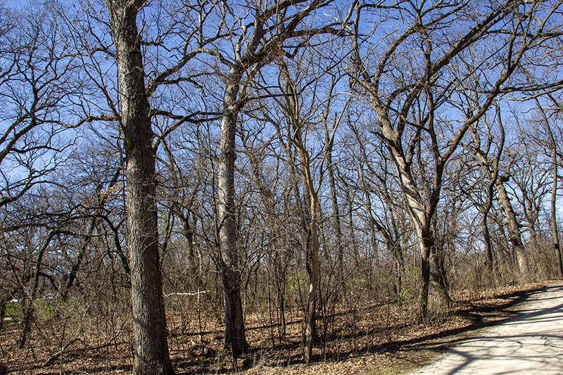 Soon, cicadas will emerge near trees in Huntley, such as these in Diecke Park.